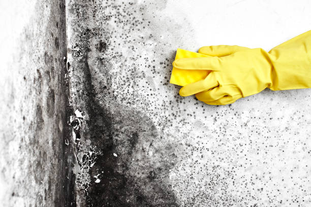Best Commercial Mold Removal  in Iva, SC