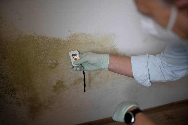 Iva, SC Mold Removal Company