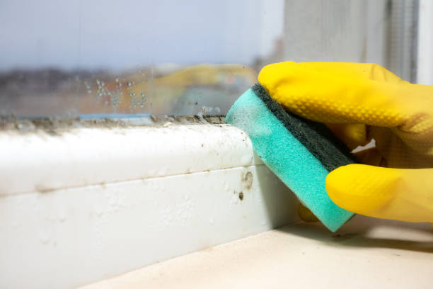 Certified Mold Removal in Iva, SC