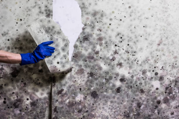 Best Office Mold Removal Services  in Iva, SC